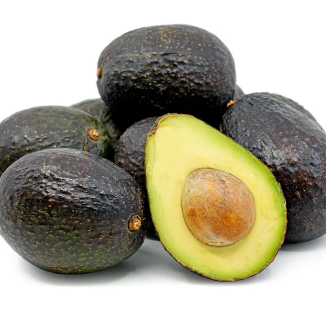 HASS Avocado Tree Live Plant, 2-3 Feet Tall, Avocado Fruit Tree in 3 Gallon Pot for Patio, Container, and Outdoor Garden Growing