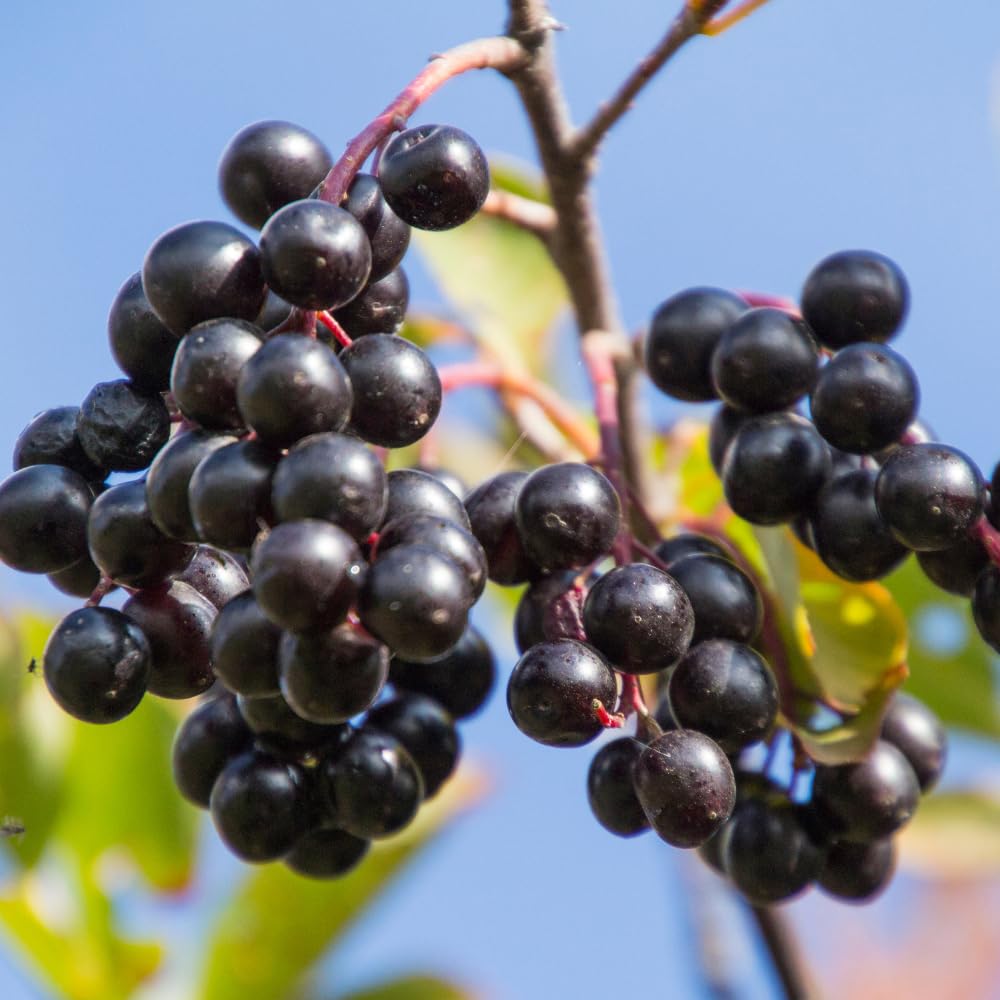 Black Chokeberry Live Plant, Aronia Berry Plant, 5-8 Inch Tall