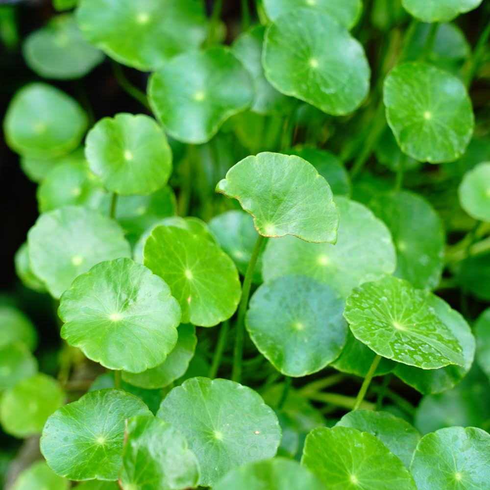Pennywort Live Aquatic Plant, Floating Water Garden Greenery