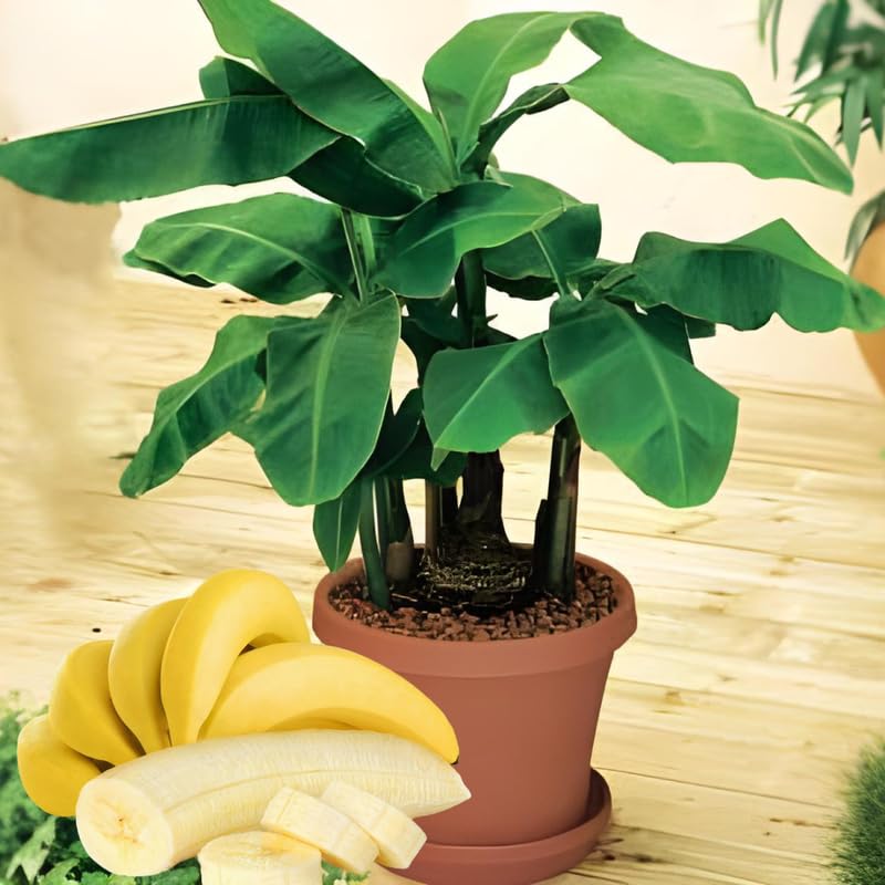 Dwarf Cavendish Banana Tree High Yield, Banana Live Plant Tropical Fruit, Easy to Plant Outdoor Banana Plants, 5-7 Inc Tall, Well-Rooted, No Pot, Winter Hardy