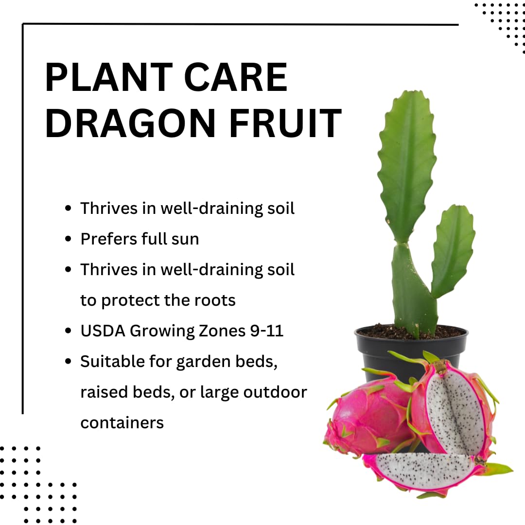 Live Dragon Fruit Plant, Sweet Dragon Fruit Vine Plant, Tropical Plant,1 Gallon Potted for Growing (White)