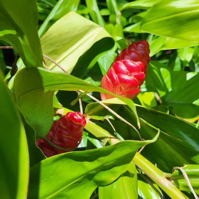 6 Shampoo Ginger Roots for Planting, Perennial Awapuhi Zingiber Zerumbet Ginger Rhizomes, Hawaiian Ginger Lily Plants