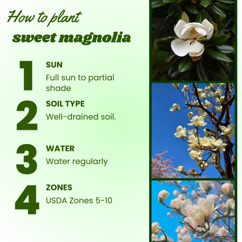 Sweetbay Magnolia Plant Live, Magnolia Trees Live Plants, White Flowering Tree, 2-3 Feet Tall in 3 Gallon Pot for Outdoor Growing, No Ship to CA