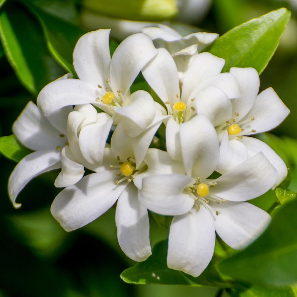 Orange Jasmine Plant Live, Fragrant Jasmine Flower Shrub Plant 3 Feet Tall, No Ship to CA