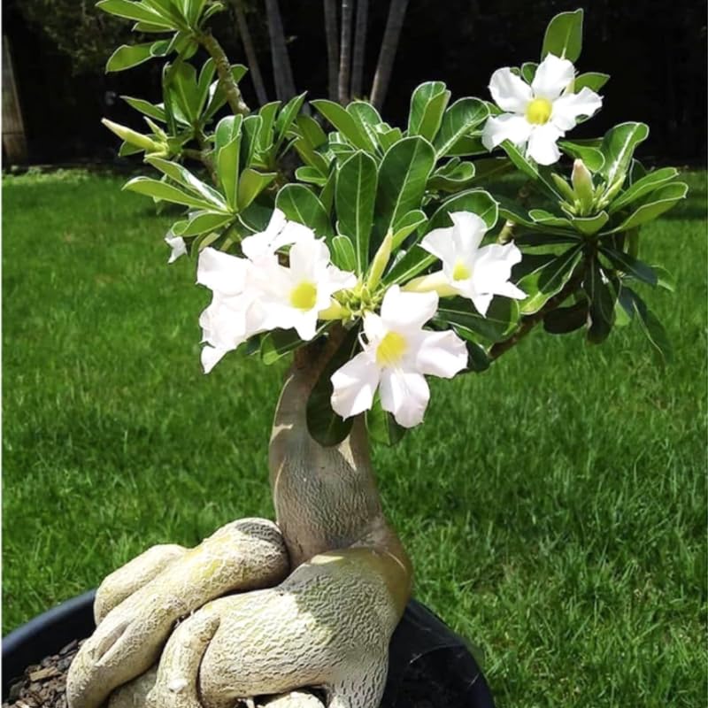 White Desert Rose Plant Live, Adenium Obesum Desert Rose Succulent Live Plant, 4-8 Inches Tall, Flowering Cactus