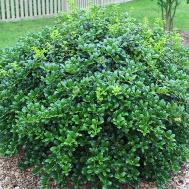 Dwarf Holly Tree Live Plant in Quart Pot, Elegant Plant for Landscapes,Yard, Outdoor Planting, Dormant in Winter, Fast Growing Shrub Hardy
