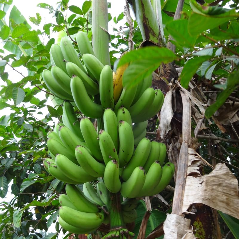 Dwarf Cavendish Banana Plant, Banana Trees Live Plants, 4-6" Tropical Fruit Tree for Home Garden, Patio and Container Growing