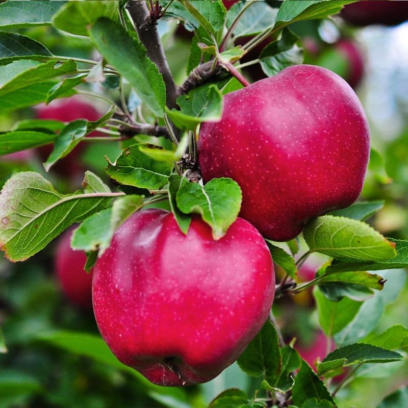 Random Apple Tree Live Plant Up to 3 Feet, Bare Root Dormant, Spring Break Fruit Sweet Apple Trees Live Plants for Outdoor Planting, Cold Hardy Fruit