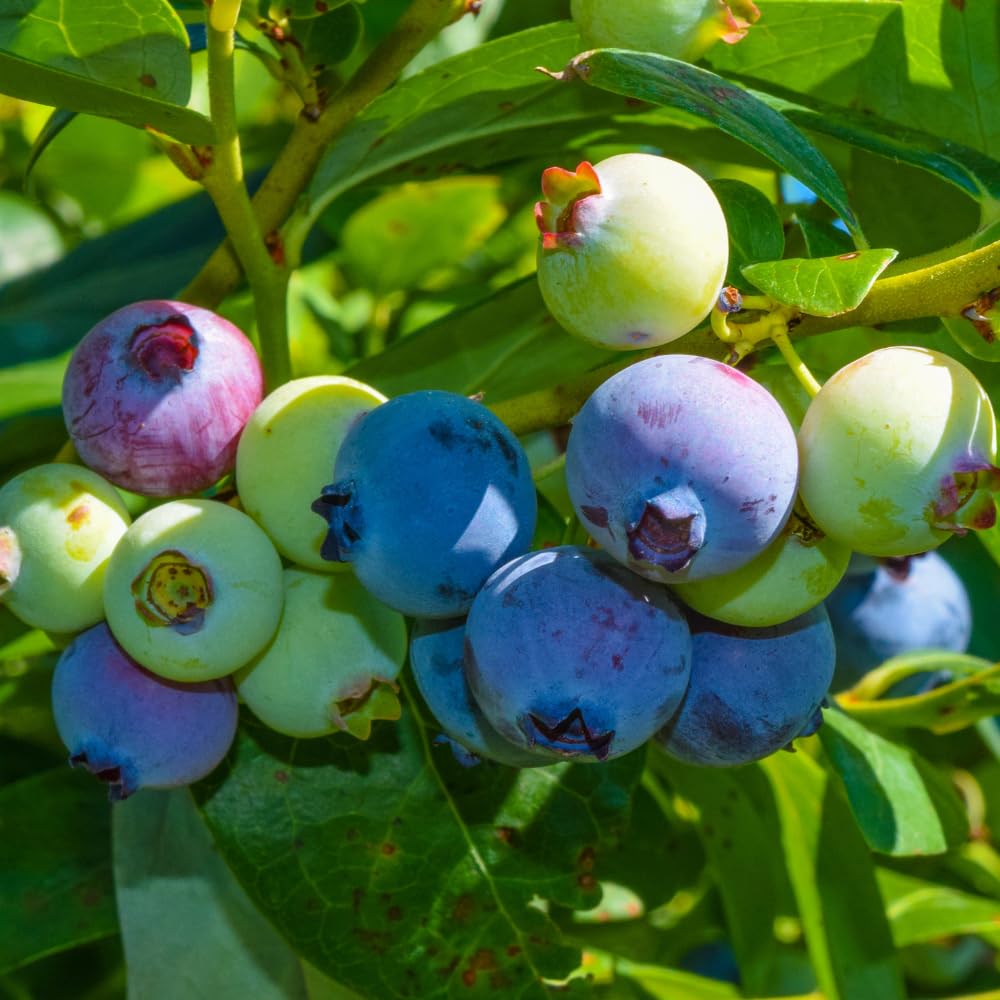 Sweet Blueberry Tree Live Plant in 1 Gallon Pot, 1-2 Ft Tall Blueberry Bush, Berry Fruit Plant for Outdoor Garden, No Ship to CA