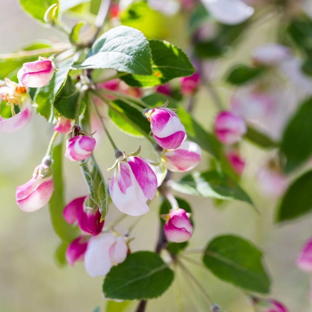Crabapple Tree Live Plant, Flowering Seedling Tree, 5-8 Inch Tall