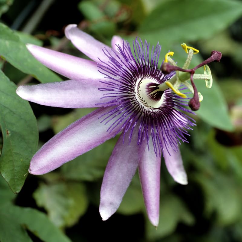 2 Lavender Passion Flower Plants, 4-8'' Tall Red Passiflora Plant Vine for Planting, Vibrant Passion Flower Starter Plant for Home Garden and Containers, Well Rooted to Grow