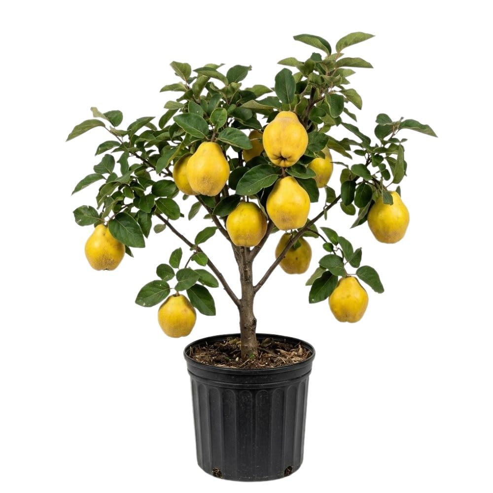 Quince Tree Plant Live 2-3 Feet Tall, Quince Fruit Plant for Planting Outdoor Garden, Well-Rooted
