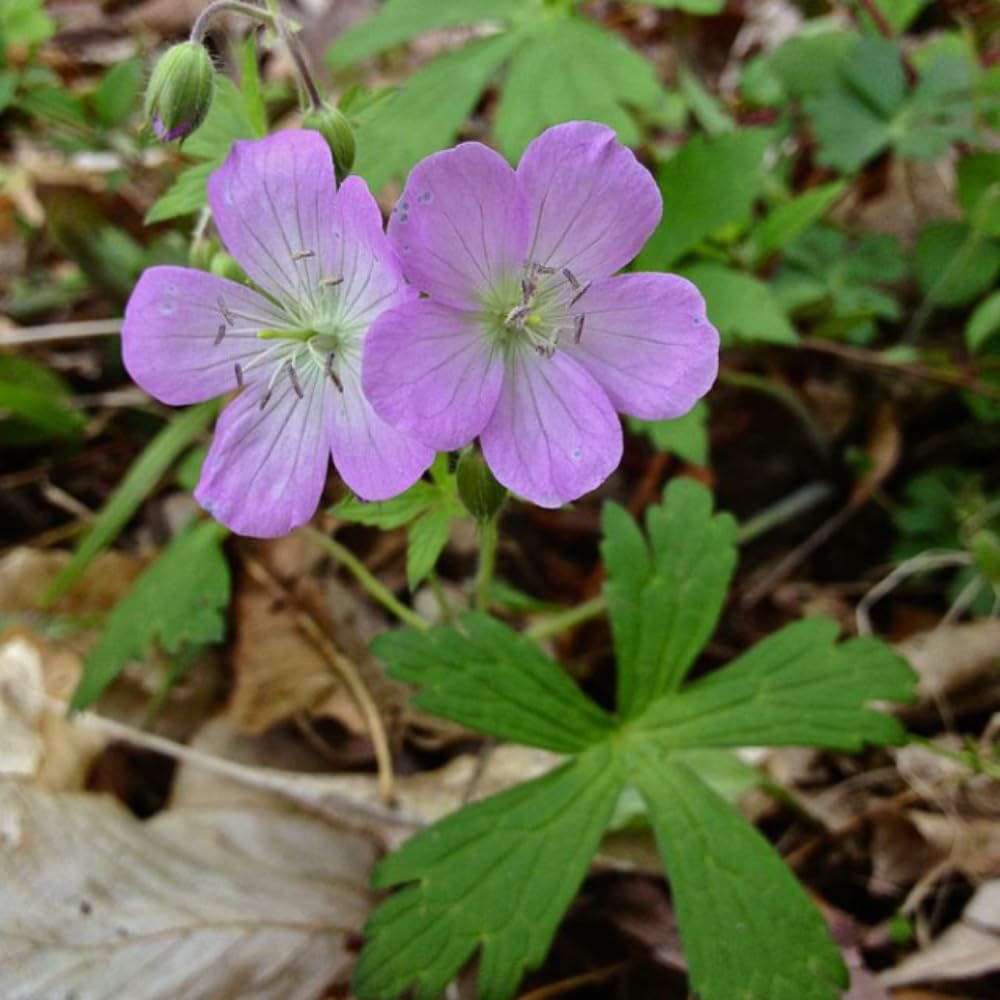 5 Wild Geranium Roots, Hardy Perennial Ground Cover, Live Flower Roots for Gardening