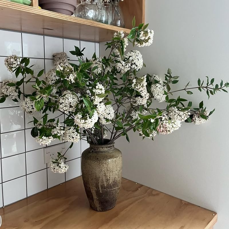 White Viburnum Tree Live Plant Shrub in Pot, Fragrant Flower, Dormant in Winter, 6-12" in Tall, Bare Root to CA, Bush Shrub Spring Blooms
