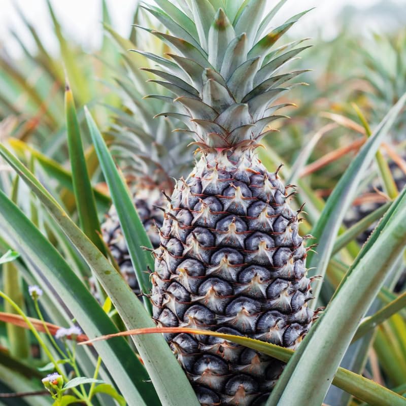 Pack 2 White Jade Pineapple Plants Live, Tropical Fruit for Spring Plant, Well-Rooted 4 to 8 Inch Tall for Planting Outdoor Full Sun