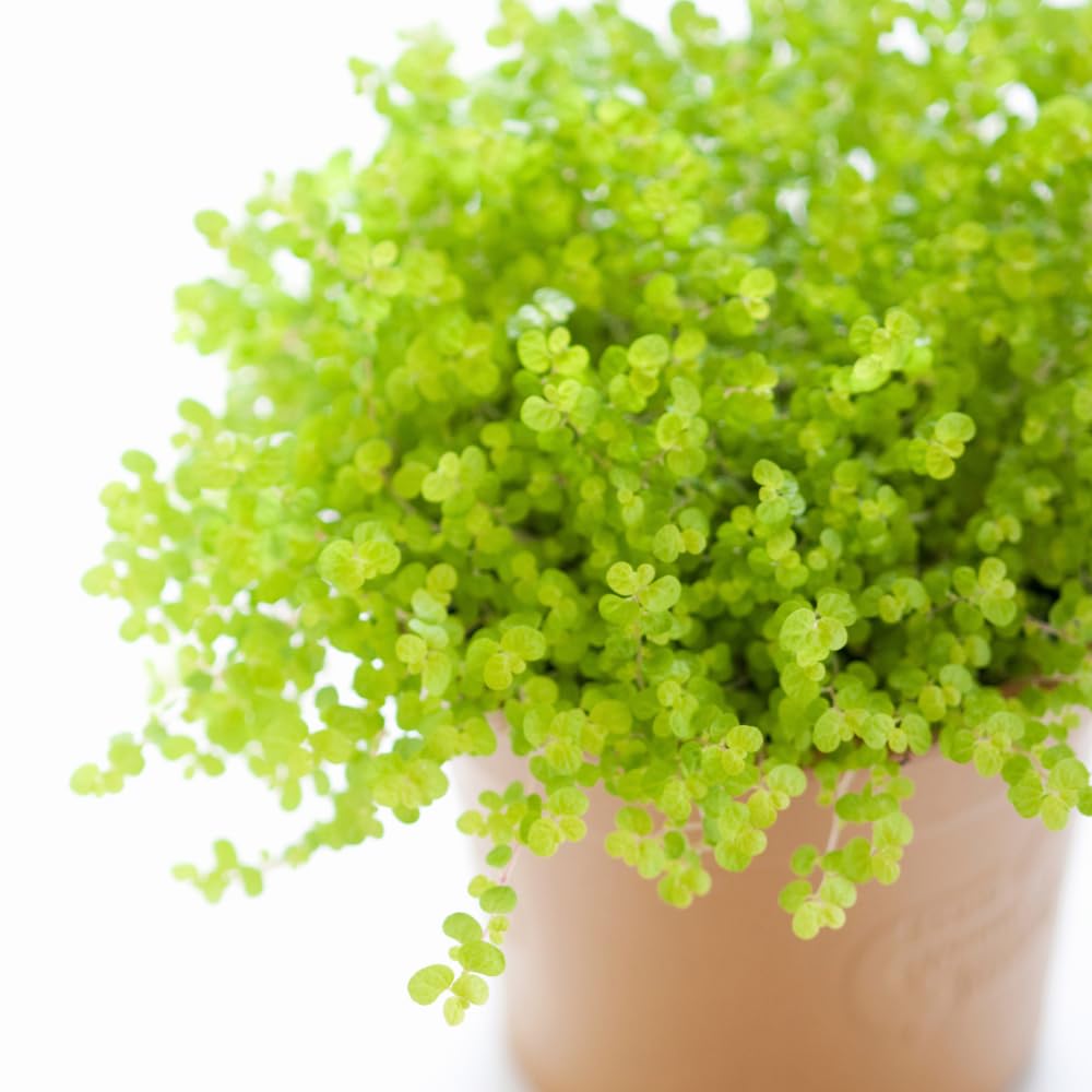 Dwarf Baby Tears Plant, Freshwater Aquarium Plant, 1 Portion