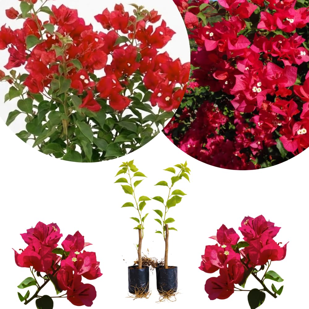Set of 2 Bougainvillea Plants, Tropical Flowering Bougainvillea, Colorful Perennial Blooms, 5-8 Inches Tall for Indoor or Outdoor Planting (Magenta Red Bougainvillea)