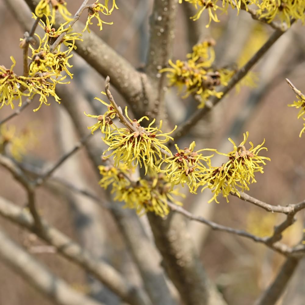 Witch Hazel Plant, Hazel Tree, 2-3 Feet Tall, Fragrant Yellow Blooms, Hardy Outdoor Shrub for Garden and Landscaping