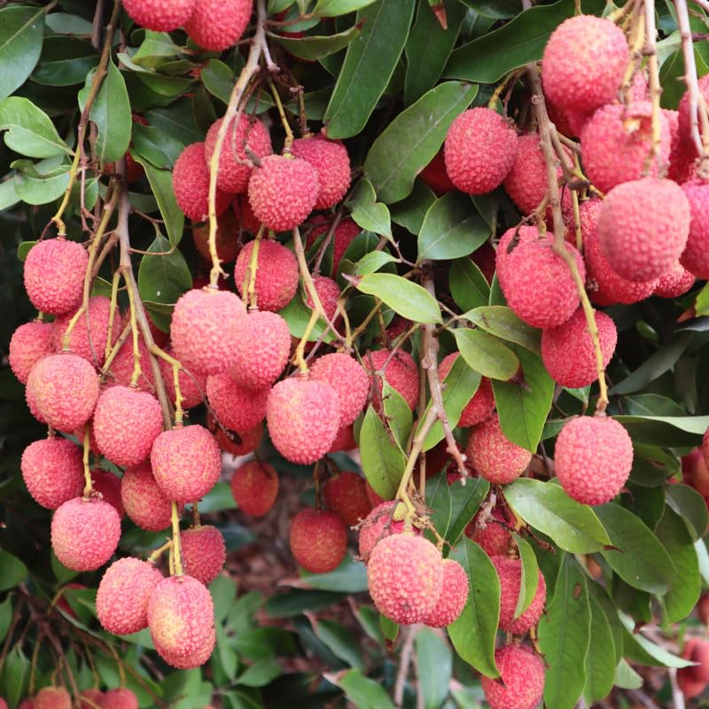 Sweet Lychee Trees Live Plants, Lychee Fruit Tree, Sweet Tropical Litchi Tree in 3 Gallon Pot, 2-3 Feet Tall, No Ship to CA