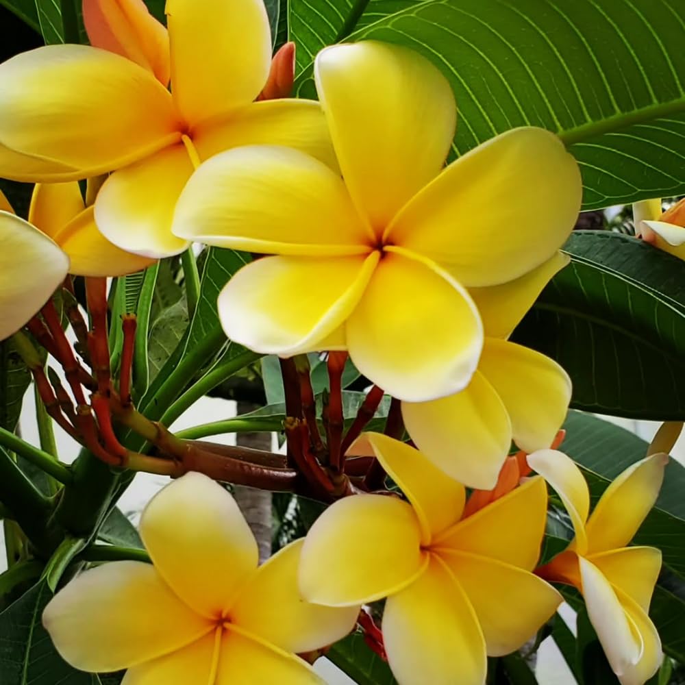 Set of 2 Plumeria Cuttings, Frangipani Plant, 12 Inch Live Cutting, Tropical Fragrant Blooms, Plumeria Frangipani Cuttings for Outdoor Growing (Yellow)