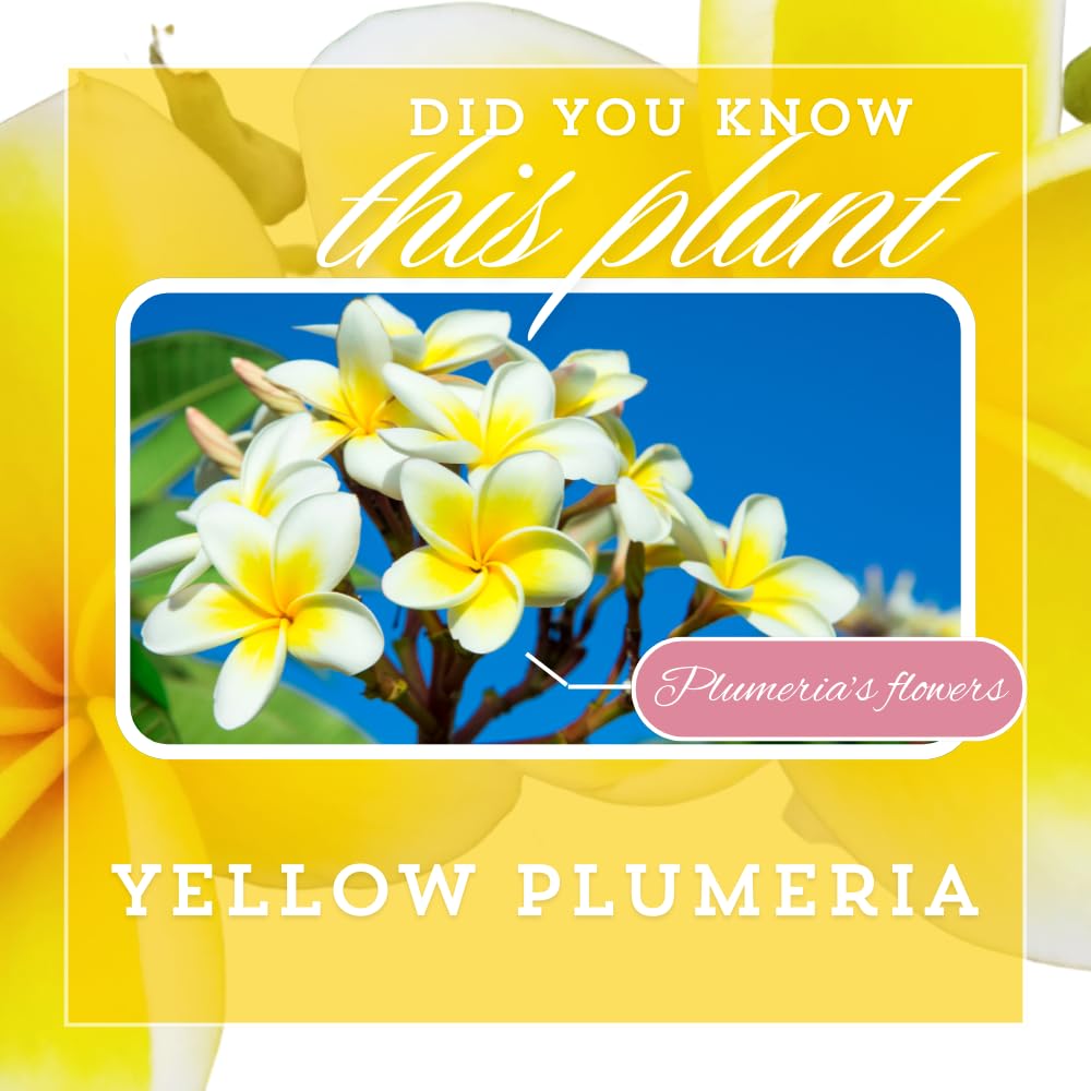 Pack 2 Rare Yellow Plumeria Plant Cutting, White and Yellow Fragrant Flowers, 10-12 Inches Long Cutting, Ready for Planting