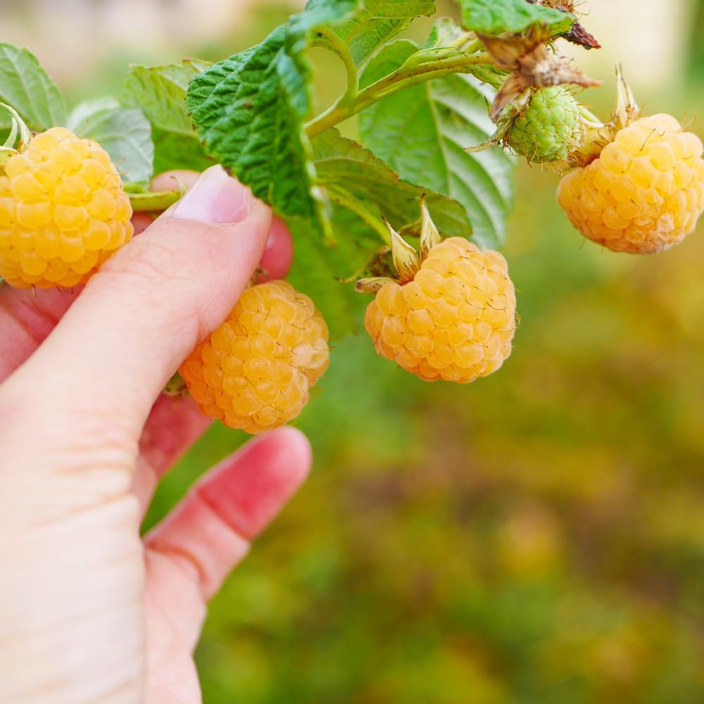 Golden Raspberry Plant Live, Sweet Raspberries Fruit Tree, 3-6 Inch Tall
