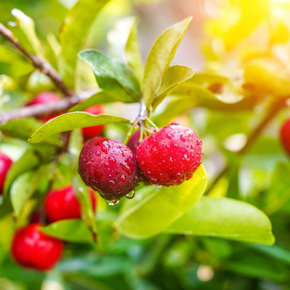 Barbados Cherry Tree Live Plant,1 Feet Tall, Acerola Red Cherry Tropical Fruit Tree