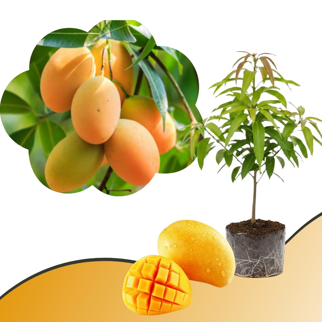 Mango Tree Live Plant, Sweet Mango Plant, Tropical Fruit Tree in 3 Gallon Pot for Outdoor Planting (Honey Mango)
