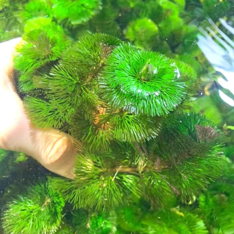 Set of 14 Green Cabomba Plants Live, Aquarium Plants Live, 4 to 7 Inch Tall, Live Aquarium Plants, Cabomba Live Plants, Easy to Plant