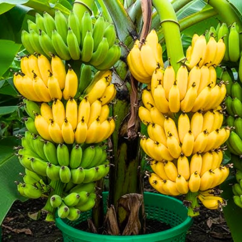 Sweet Tart Banana Tree Live Plant, Cold Hardy Banana Plant Live, Tropical Banana Fruit Seedling, Well Rooted 4-8 Inch Tall