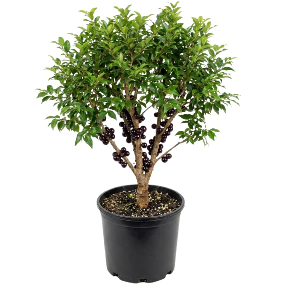 Jaboticaba Tree in 3 Gallon Pot, 1-2 Ft Tall Black Jaboticaba Fruit Live Plant, Perennial, No Ship to CA