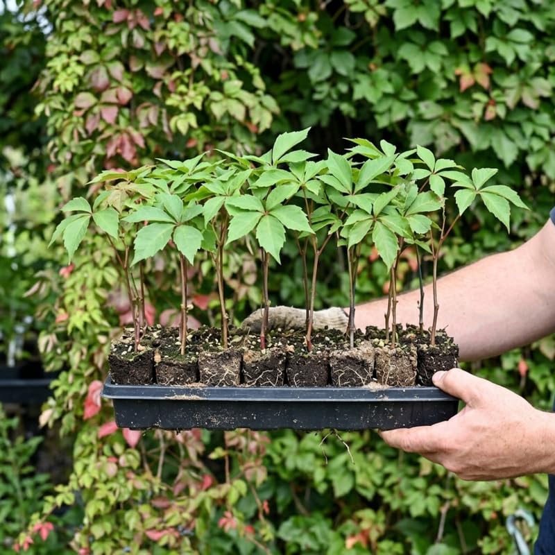 4 Virginia Creeper Live Starter Plants, Red Ivy Climbing Vine