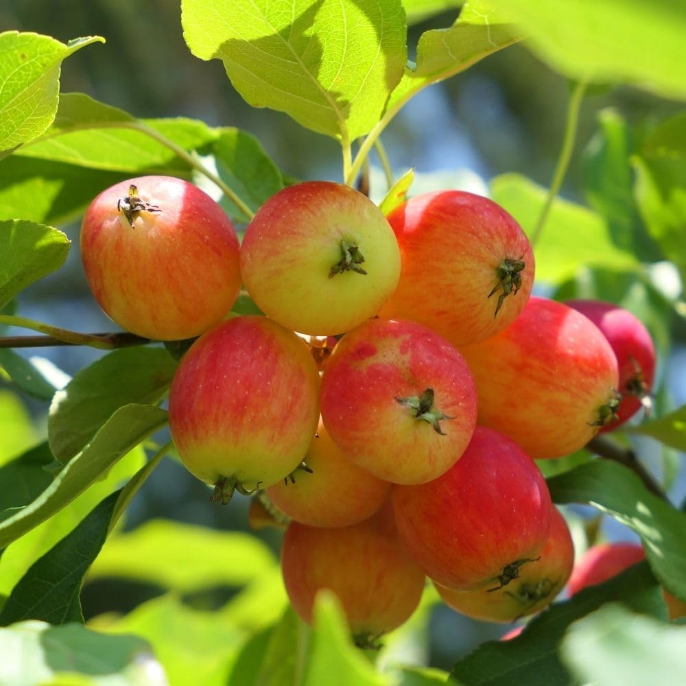 Crabapple Tree Live Plant, 5-8 Inch Tall Crabapple Fruit Seedling