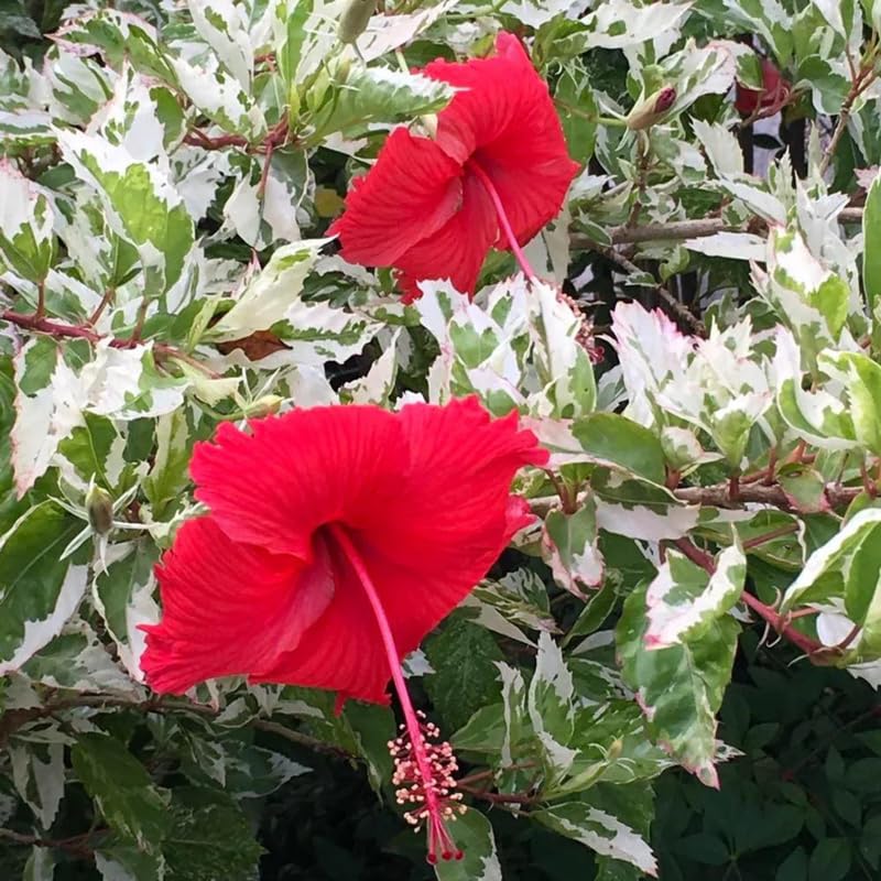 3 Hardy Hibiscus Plants Live, Well Rooted Hibiscus Flower 4-7'' Tall, Flowering Shrub for Garden or Containers Planting (Variegated Red)
