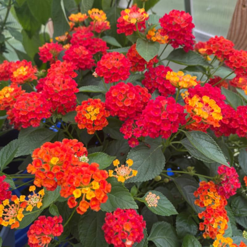 4 Lantana Plants Live, Red Yellow Lantana Live Plant from 4 Inches Tall, Hardy Annual Flower Plant Indoor Outdoor