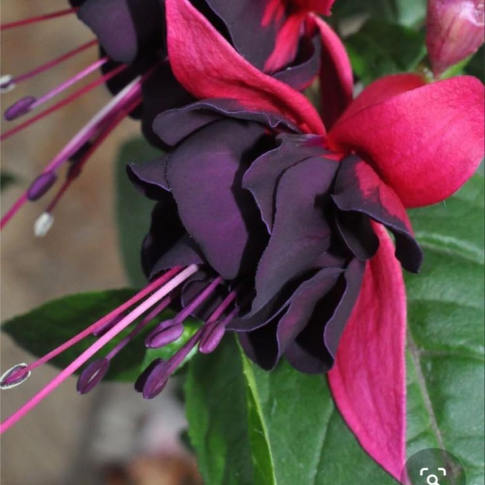 3 Fuchsia Plants Live, 3 to 6 Inc Tall, Red Black Fuchsia Flower Plants for Your Garden