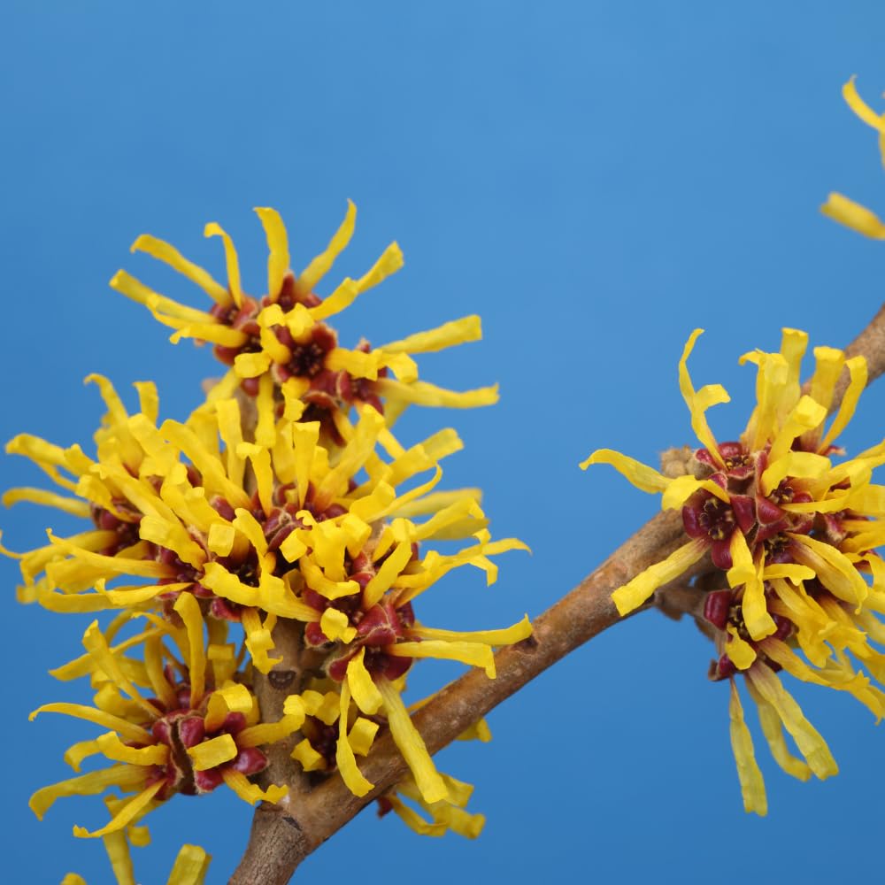 Witch Hazel Plant, Hazel Tree, 2-3 Feet Tall, Fragrant Yellow Blooms, Hardy Outdoor Shrub for Garden and Landscaping