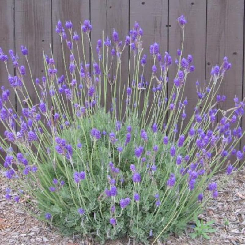 Pack 4 Deep Violet Lavender Plants Live, 4–8" Tall, Fragrant Lavender Flower Lavandula Perennial Well-Rooted, No Pot