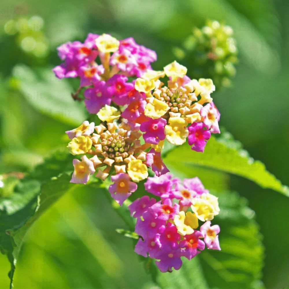 Pack 4 Lantana Plants Live for Planting, Trailing Live Plants 4-9 Inch Tall, Perennial Lantanas Flowers Indoor Outdoor (Pink Lantana)