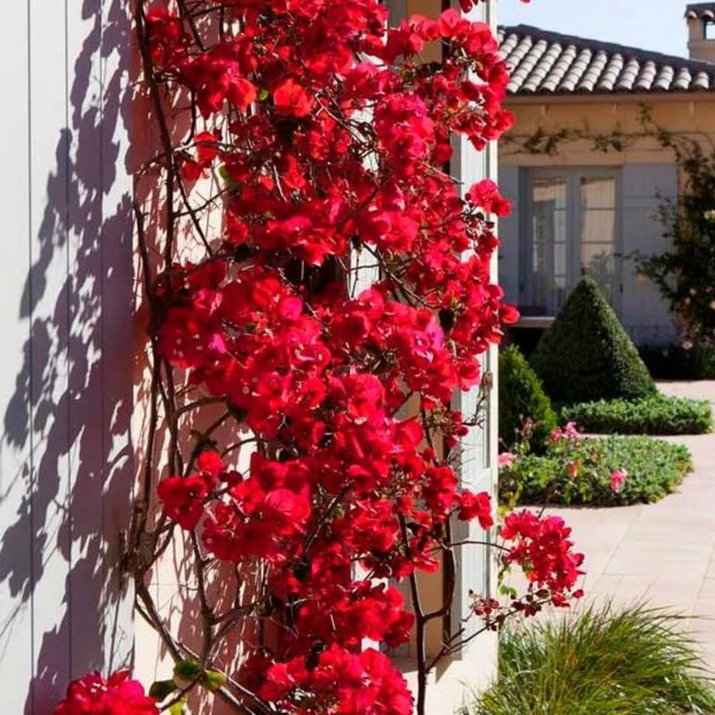 3 Double Red Bougainvillea Plants Live, 4-8” Tall Flowering Bougainvillea Vines, Tropical Climbing Plants for Garden or Containers, No Pot