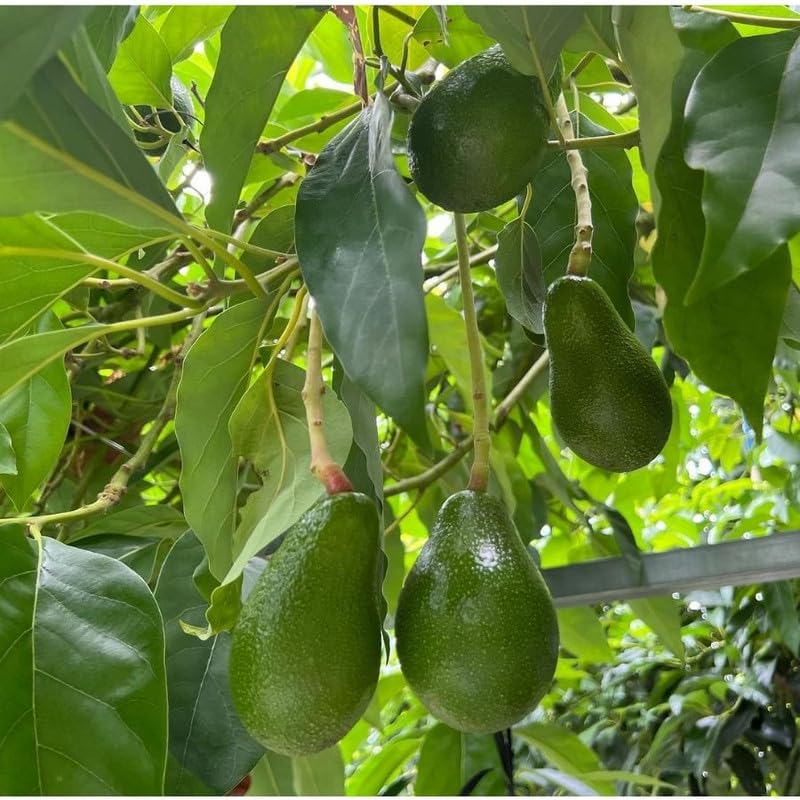 Grafted Avocado Fruit Plant 1.5-2.5 Feet Tall, Live Avocado Plant, Fruit Tree for Planting in Your Garden
