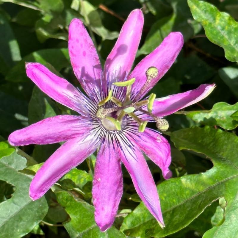 Lavender Passion Flower Plant Live, Passiflora Vine for Garden, 4-8" Tall, Hardy Flowering Vine for Garden or Trellis