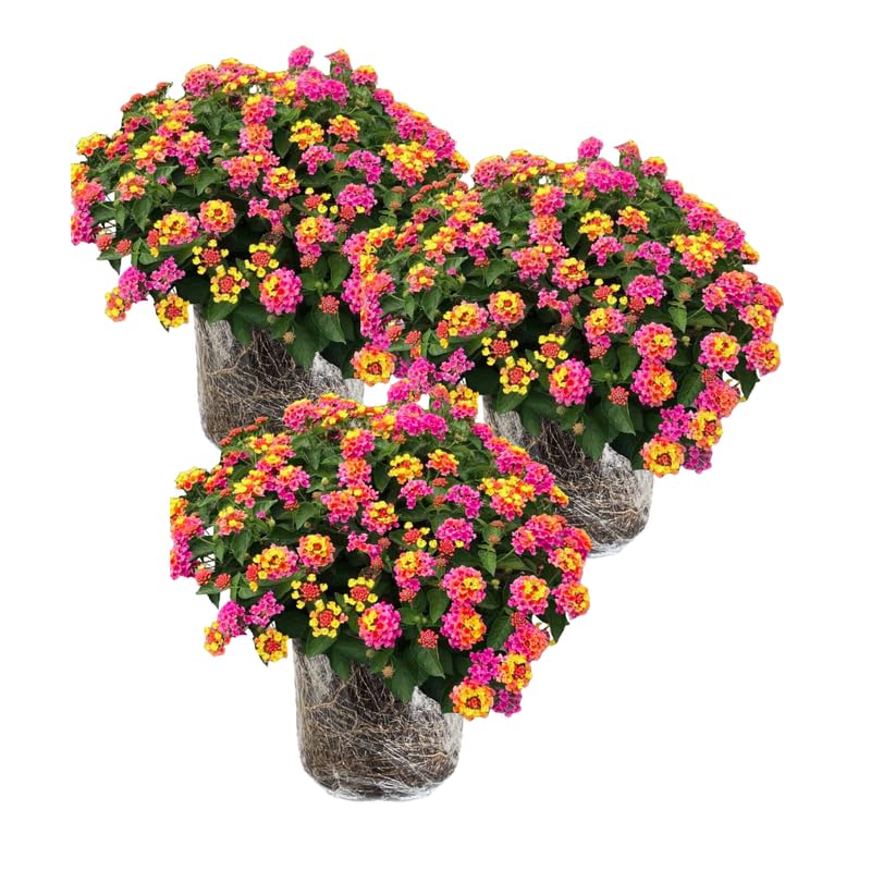 3 Lantana Plants Live, Pink Orange Yellow Lantana Flower Live Plant, Colorful Perennial Flower Garden, 4 to 7 Inches
