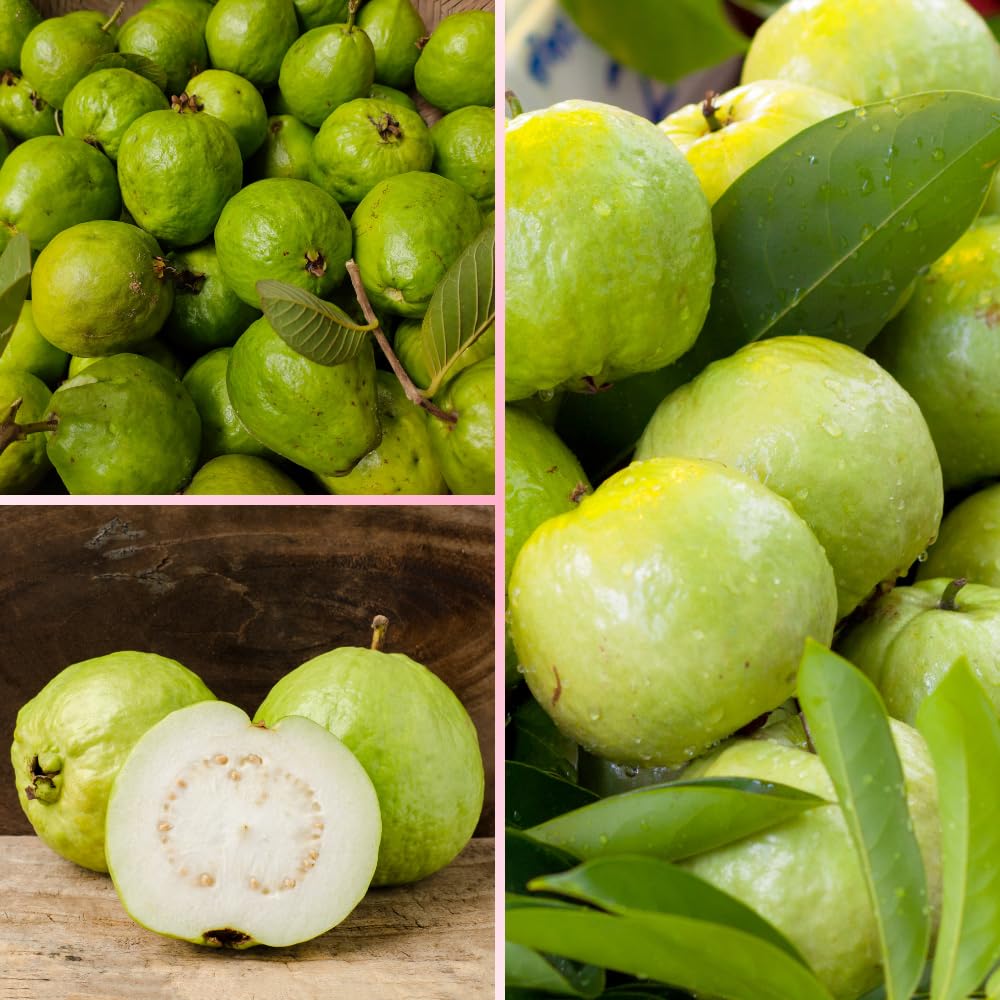 White Guava Tree Live Plant, Tropical Guava Fruit Tree for Planting, Sweet Fruit, 2-3' Tall in 3 Gallon Pot, No Ship to CA