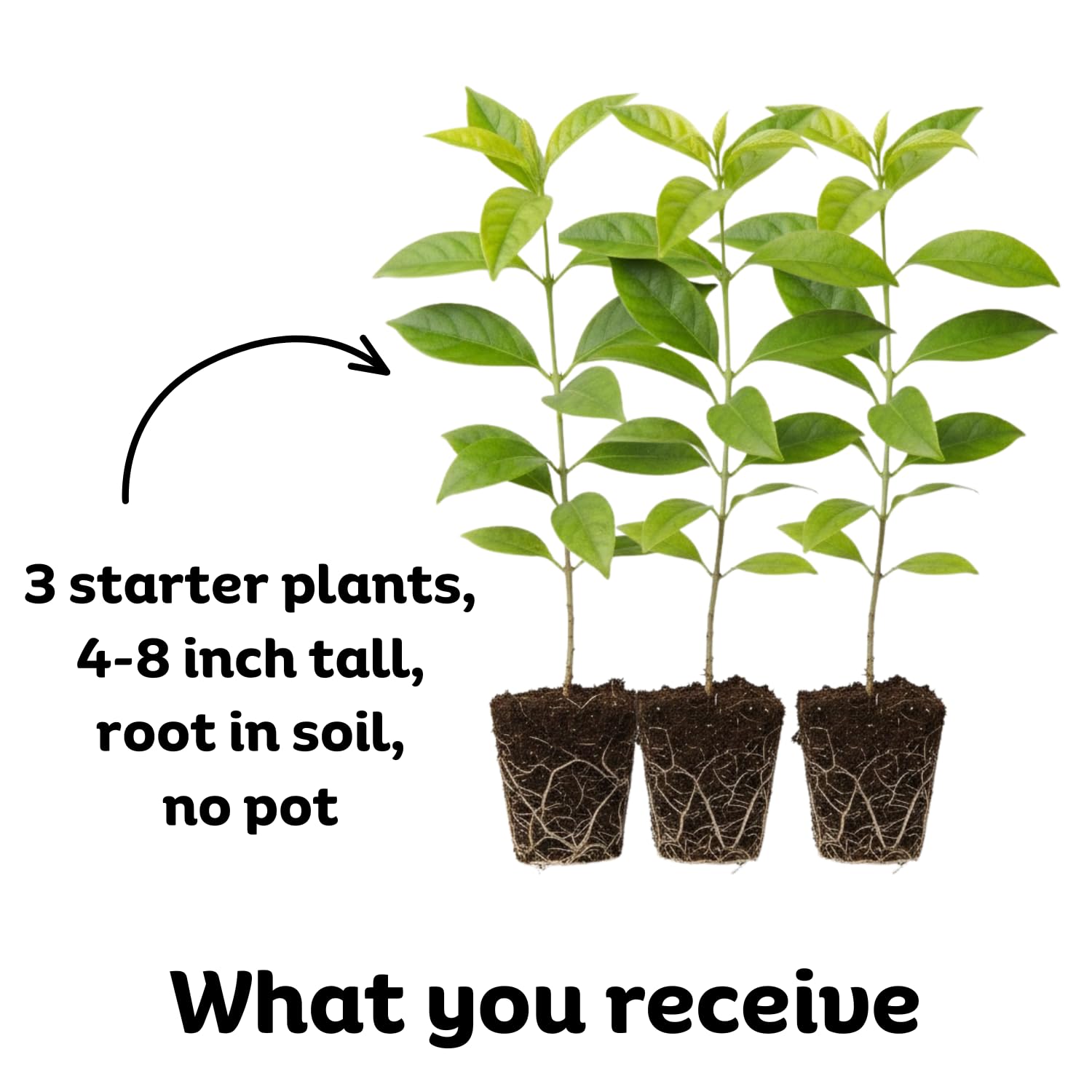 Pack 3 Live Night Blooming Jasmine Plants, Size 4-8'' Tall Well Rooted Starter Plant, Fragrant Jasmine Flowers Plant for Garden or Containers