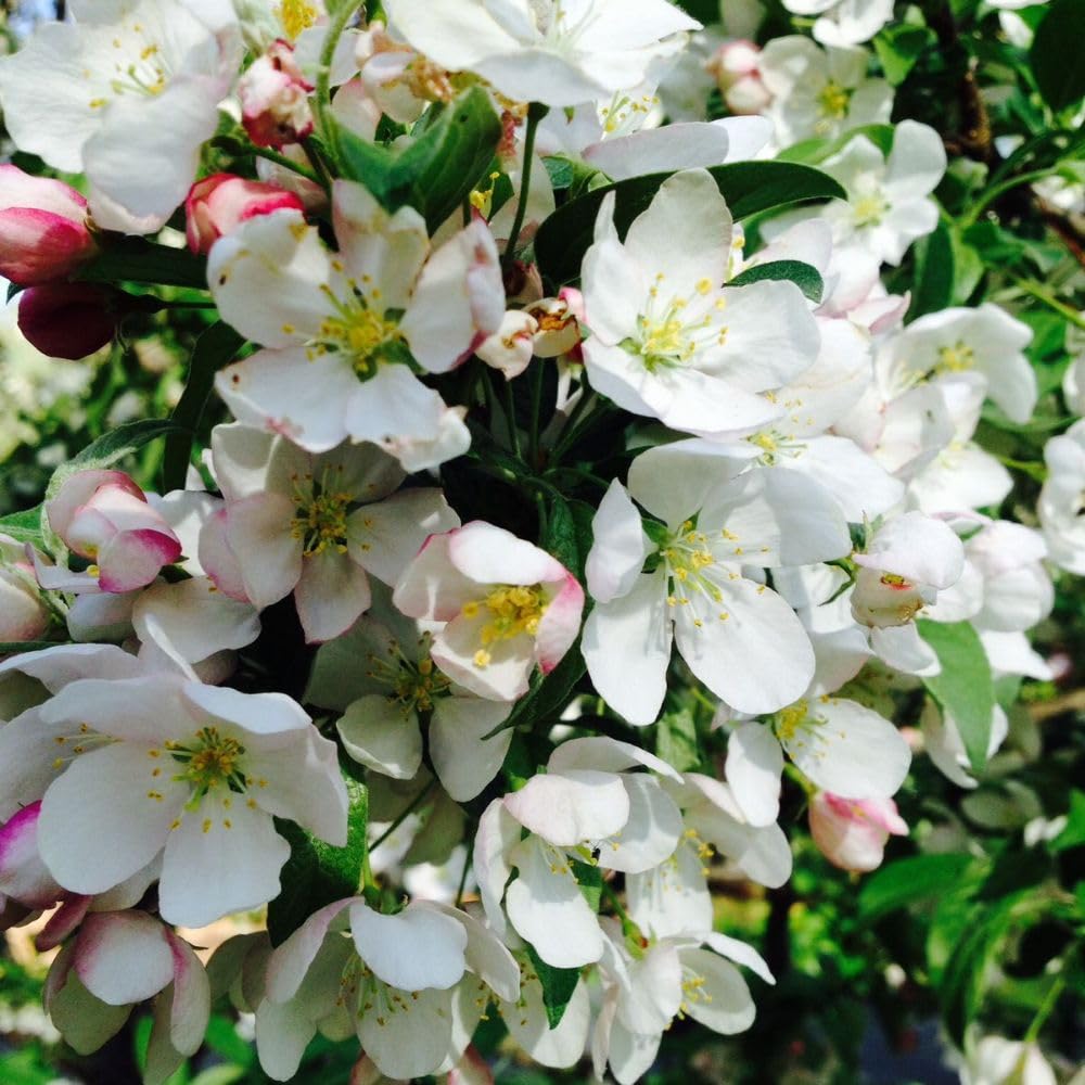 Live Crabapple Plant, 6-10 Inches Tall