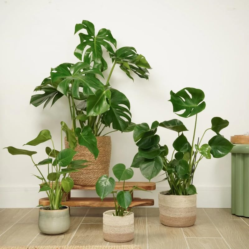 2 Monstera Deliciosa Live Plants, Live Indoor Plant, Split Leaf Philodendron Ready to Grow, 4 to 7 Inches