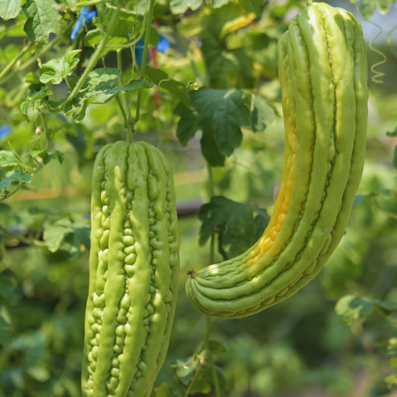 20 Green Long Bitter Gourd Seeds for Planting Outdoor Indoor, Gourd Seeds