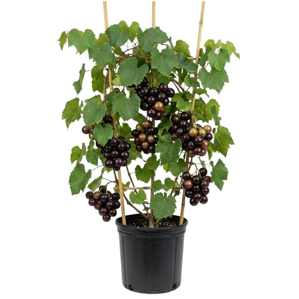 Muscadine Grape Vines Live Plant, 1 Gallon, 20-24" Height, Grape Plant for Outdoor Growing, No Ship to CA