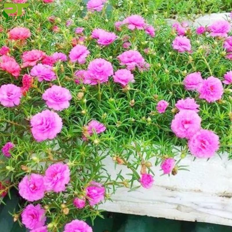 2 Moss Rose Portulaca Plants Live, Double Flowered Moss Rose Plugs 3-5" Tall, Pink Flowers